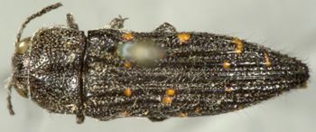 Media type: image;   Entomology 2734 Aspect: habitus dorsal view